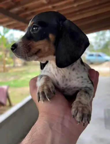 lindas fêmeas de daschund piebald 