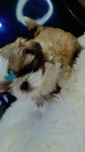 Shihtzu