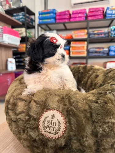 Filhote de shihtzu fêmea 