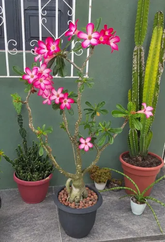 Rosa do Deserto