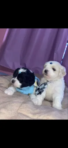 Lhasa apso