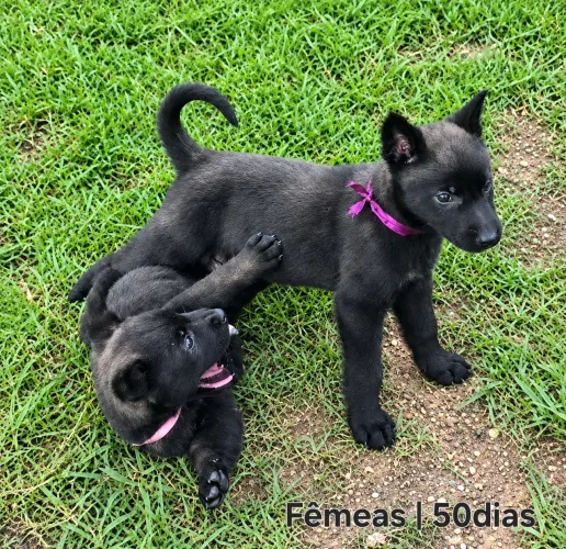Malinóis | Malinoá | Filhotes Selecionados 