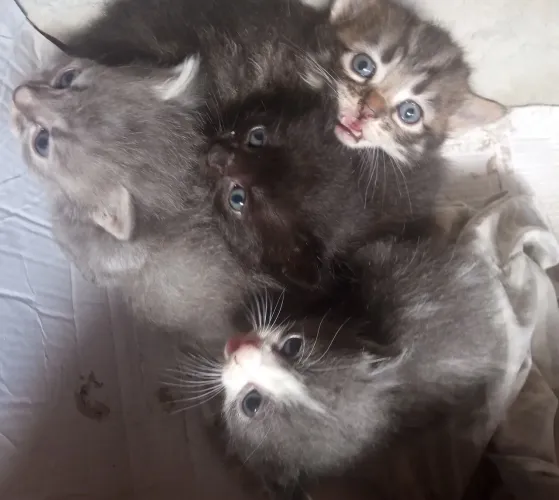 Doação de filhotes gatinhos