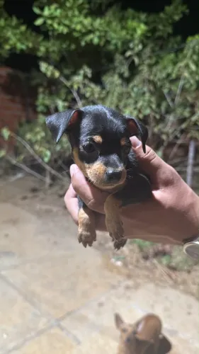 Pinscher a venda ?