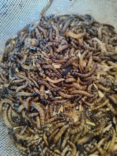 Tenébrio gigante 