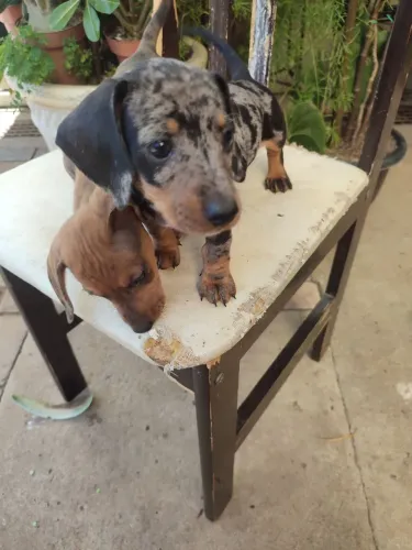 Filhotes de basset