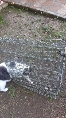 Cercadinho para pet 