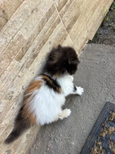 Filhote gato persa