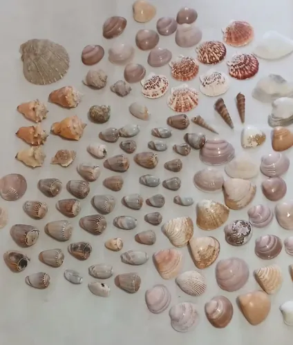 Lote de conchas naturais