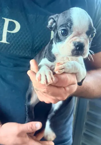 Boston Terrier