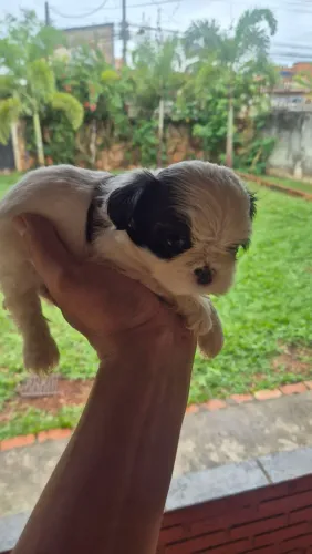 FILHOTE DE SHIH TZU