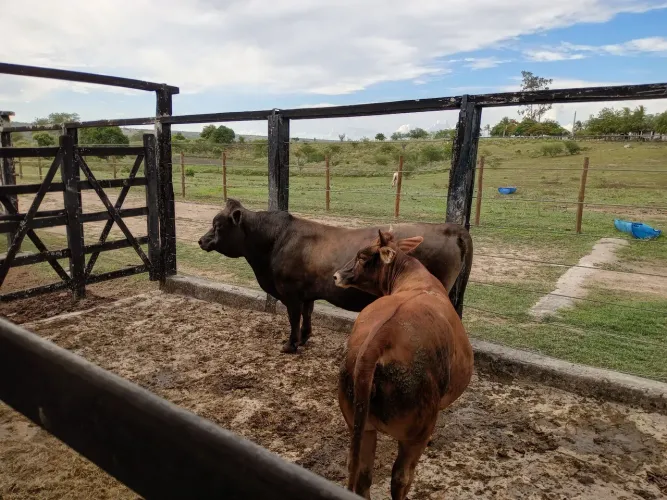 Casal de Mine bovinos