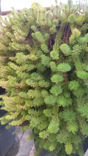 Pinheirinho-D'água (Myriophyllum aquaticu) Mudas