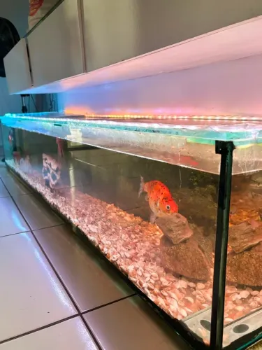 aquario com peixes