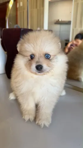 Filhote de Spitz Alemão Macho 