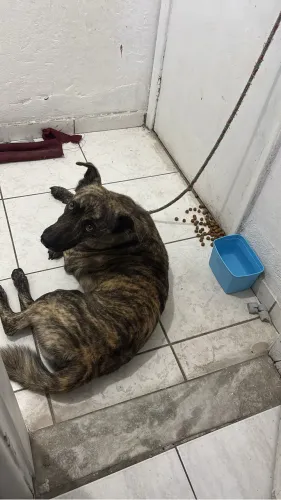 Doa-se cachorro muito dócil e carinhoso resgatado!