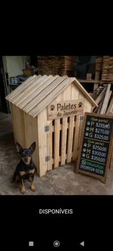 Casa Pet cachorro gato