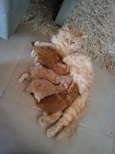 Filhotes de gato persa