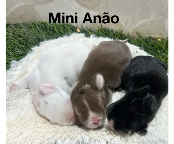 Mini coelhos