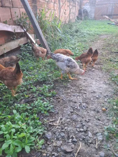Frango caipira pesadao