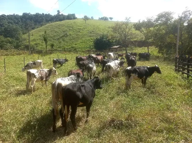 Novilhas girolandas e 3/4