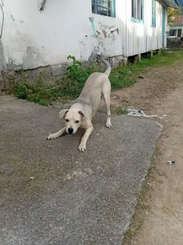 Doação de cão 