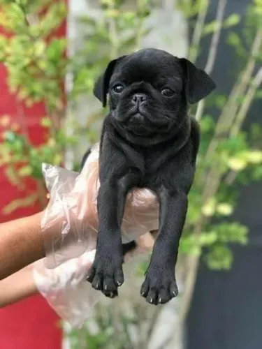 FÊMEA DE PUC NA COR PRETA COM 51 DIAS JA ESTA VACINADA E POSSUI PEDIGREE