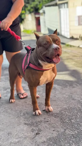 Doação filhotes de pitbull