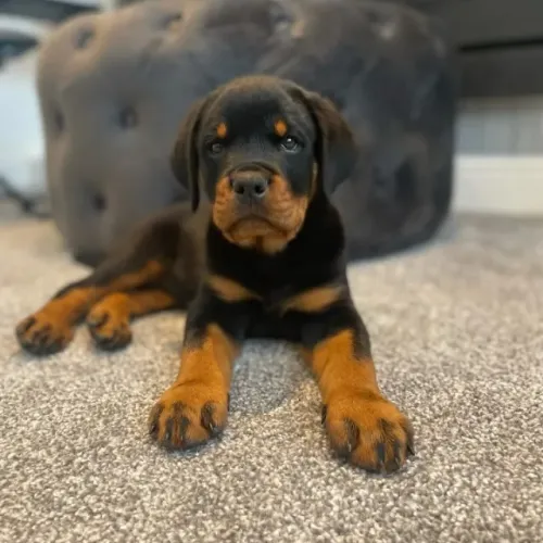 Filhotes de Rottweiler | Carinho sem limites!