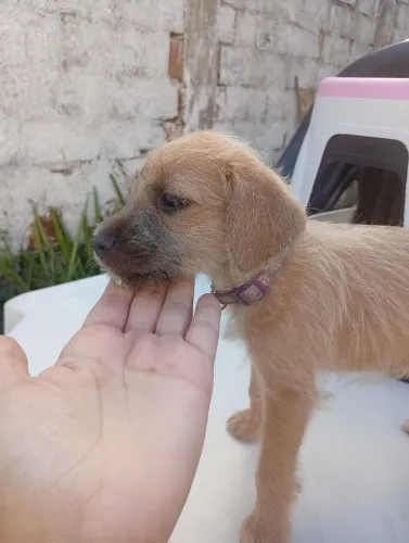 Adoção/doação de filhote de cachorro 