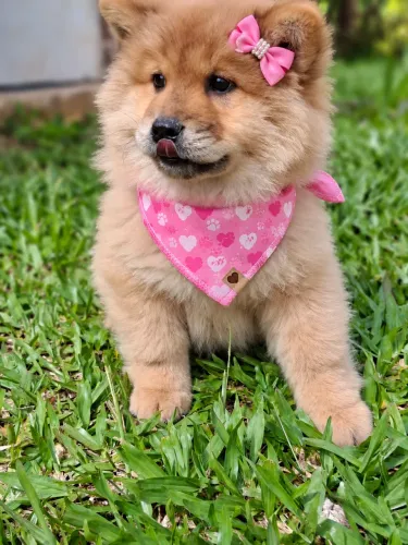 Bebezinhas de Chow Chow fêmea!