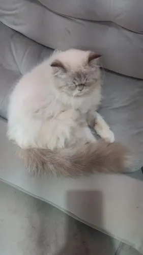 Venda de gato persa