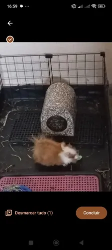 Animais de estimação