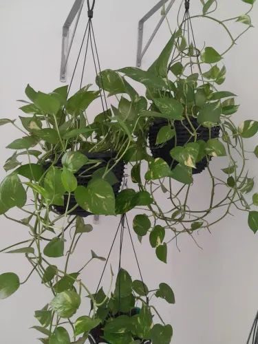 Lindas plantas naturais
