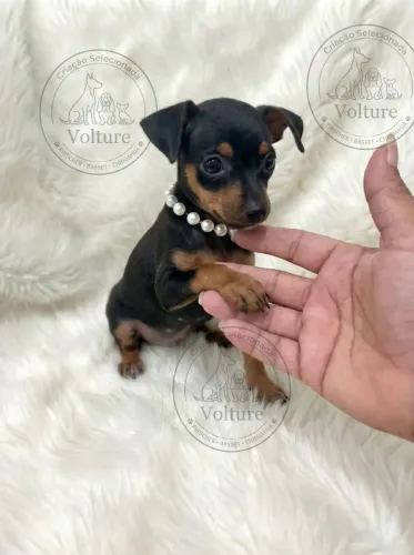 Pinscher pequeninos e fofinhos 0