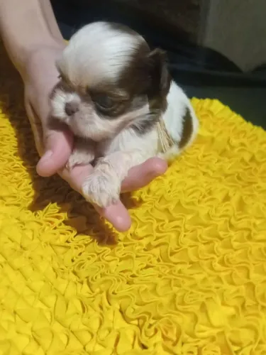 Shitzu fêmeas e macho disponível 
