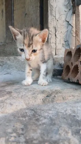Doação de gatinha