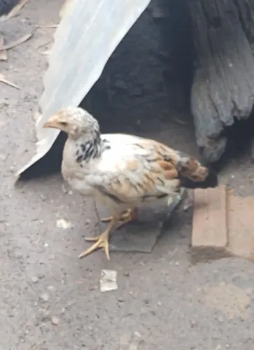 Vendo pintinho caipira 2 meses