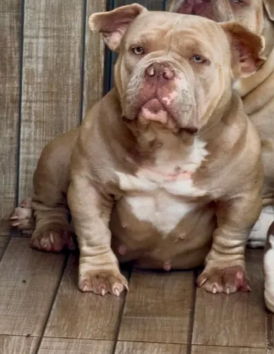 American bully