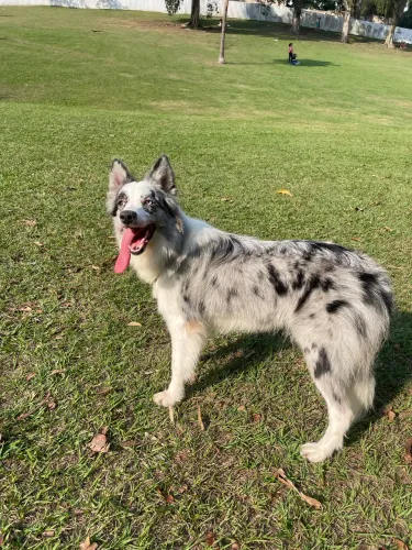 PROCURA-SE UM BORDER COLIE MACHO PARA TER FILHOTE COM A MINHA