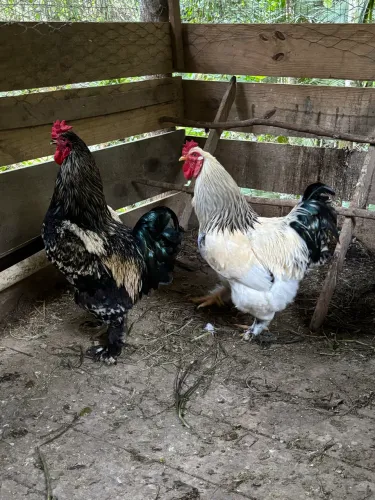 Galo brahma