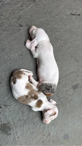Dachshund fêmea/ Cofap