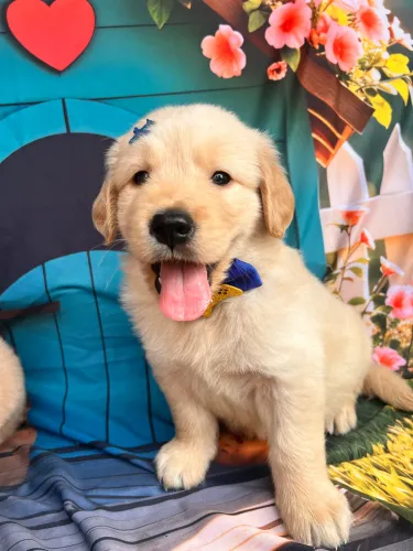 Golden retriever robusto padrão americano pedigree