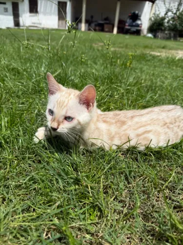 Gato Bengala Snow