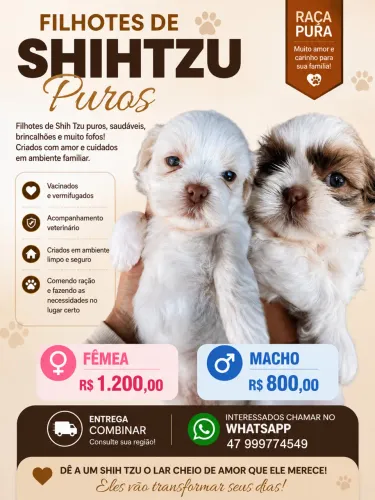 Filhotes shitzu puros