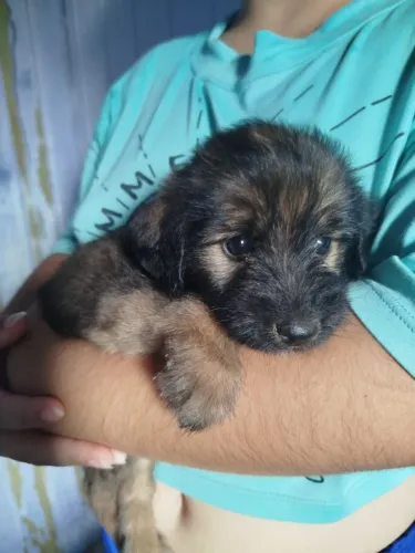 Doação de filhote fêmea porte pequeno