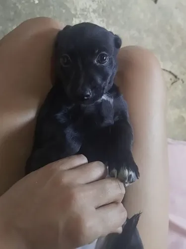 Pinscher