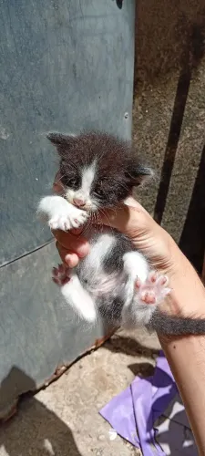 Doação Gatos