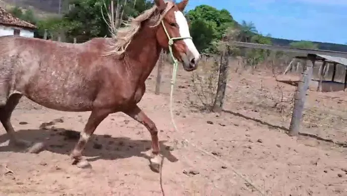 Vende-se Egua