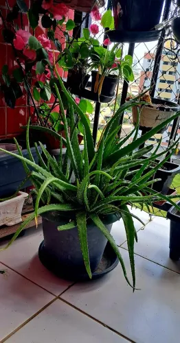 Linda planta babosa natural e decorativa